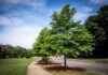 How Tree Care Shapes Sustainable Communities in North Mississippi How Tree Care Shapes Sustainable Communities in North Mississippi
