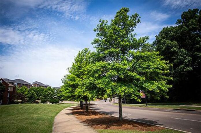 How Tree Care Shapes Sustainable Communities in North Mississippi